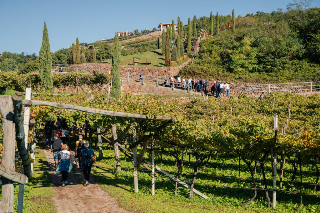 PALÙ – LE VOLPI E L’UVA